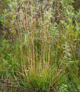 Deschampsia caespitosa